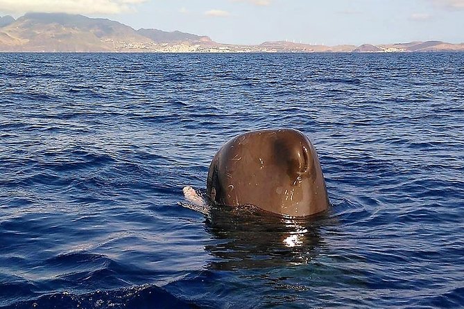 Responsible Whales and/or Dolphins Watching Tour - The wildlife you’re likely to see (and what to look for)