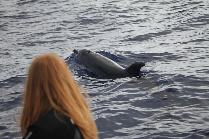 Responsible Whales and/or Dolphins Watching Tour - The ride: fun, fast, and sometimes choppy