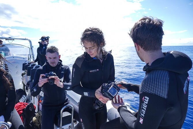 Responsible Whales and/or Dolphins Watching Tour - Value for money: what $59.28 really buys you