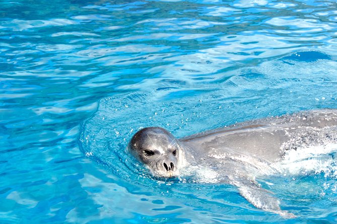 Responsible Whales and/or Dolphins Watching Tour - Who this tour suits best