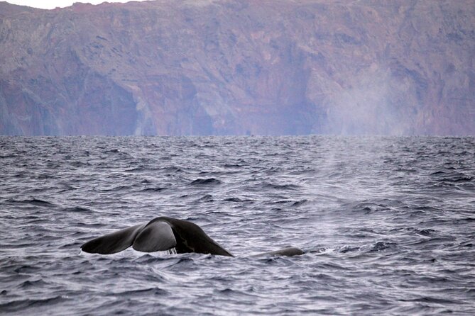 Responsible Whales and/or Dolphins Watching Tour - Where the tour starts in Funchal (and how not to waste time)