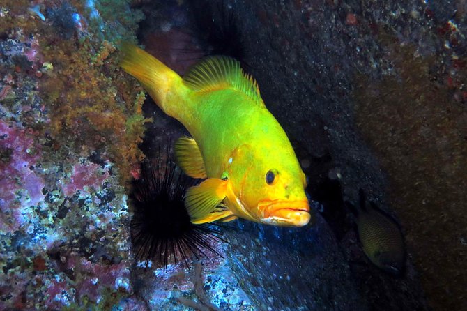 Scuba Diving Experience in Madeira - Key Highlights You’ll Care About