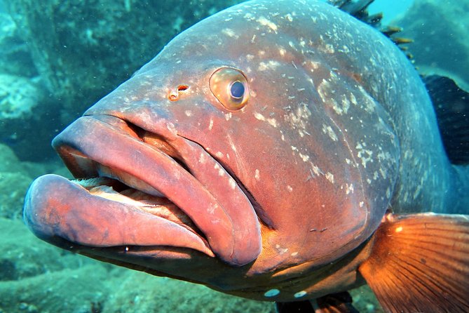 Scuba Diving Experience in Madeira - Gear, Rules, and the Footage Twist
