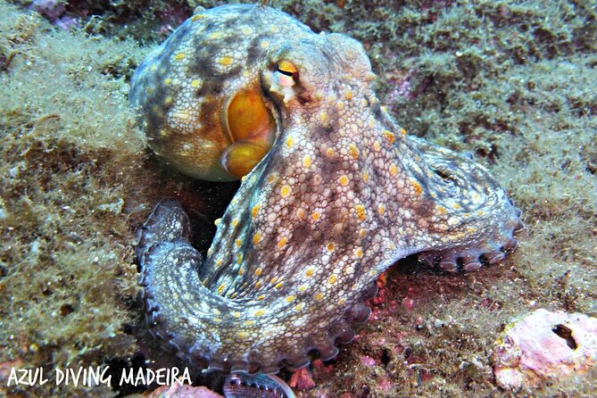 Scuba Diving Experience in Madeira - Price and Value: What $50.81 Really Buys You