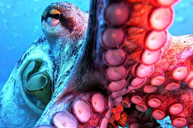 Scuba Diving Experience in Madeira - Who Should Book This (and Who Should Think Twice)