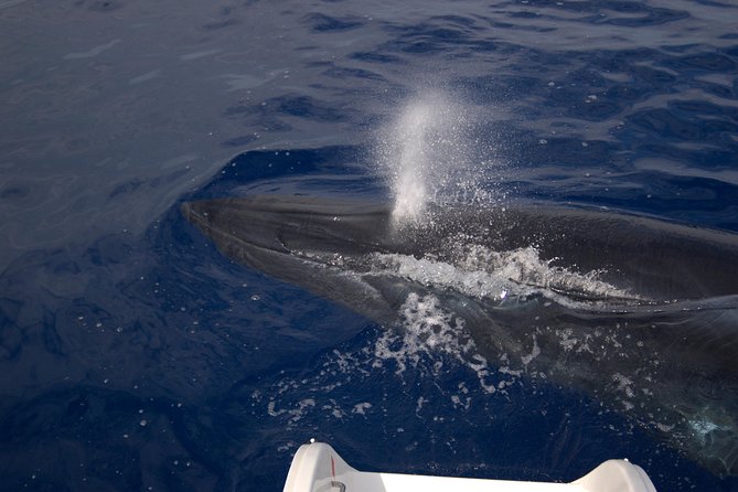 Seaborn Catamaran trips - Madeira’s coast from the water, with a crew doing the work