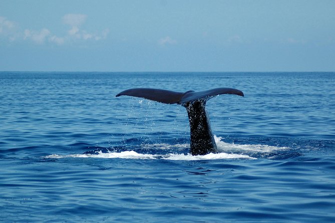 Seaborn Catamaran trips - Onboard vibe: stable catamaran comfort, bar drinks, and real swim time