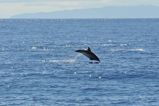 Seaborn Catamaran trips - Who should book Seaborn’s catamaran cruise