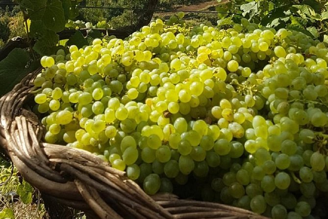 Signature Wine Tastings, Skywalk, Nature 4x4 Open Roof Expedition - Serra de Água: A Short Valley Pause for Breathers and Photos