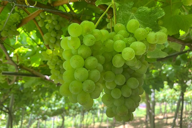 Signature Wine Tastings, Skywalk, Nature 4x4 Open Roof Expedition - Camara de Lobos + Madeira Wine Lodge: The Traditional Village Finish