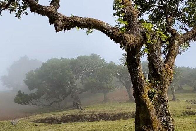 Small Group West Tour Waterfalls & Fanal Forest Tour - São Vicente and the Véu da Noiva stop: white streets and the famous bridal veil