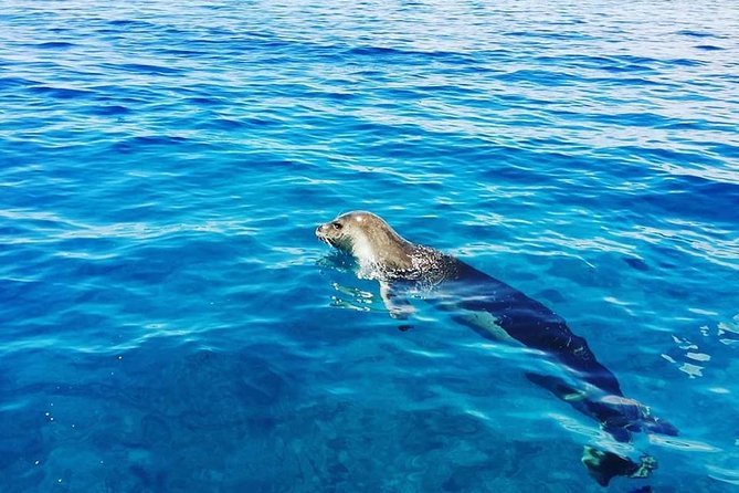 Snorkelling Trip at Ponta de São Lourenço Protected Area - Where exactly you start, and why the meeting point logistics matter