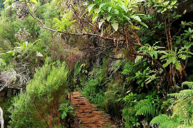 The Lakes Walk - Entering Madeira from the top: why Paul da Serra matters