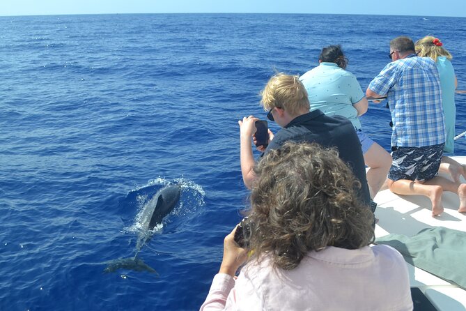 VipDolphins Luxury Whale Watching - How 3 hours fits a Madeira day without feeling rushed