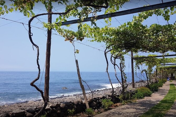 Visiting local Vineyard With Wine Tasting & Lunch included - Madeira in one day: why this tour works