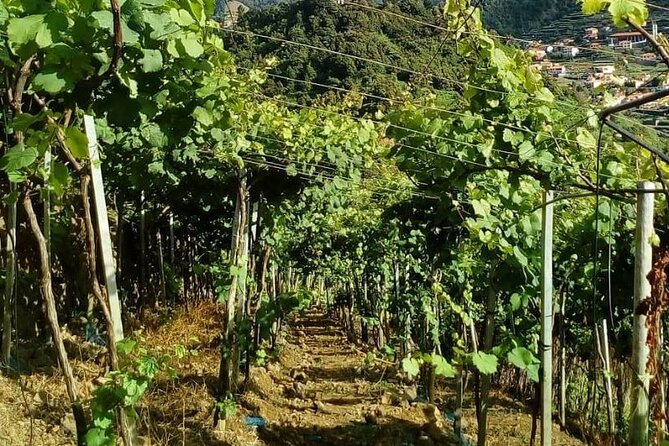 Visiting local Vineyard With Wine Tasting & Lunch included - Fajã dos Padres walk and the cable car at Faja dos Padres