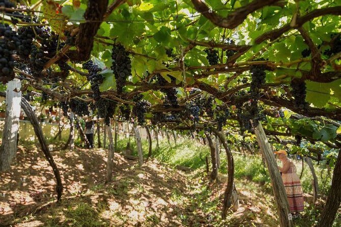 Visiting local Vineyard With Wine Tasting & Lunch included - Lunch at a Madeira wine estate: where the day becomes memorable