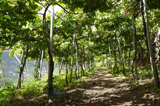 Visiting local Vineyard With Wine Tasting & Lunch included - Price and what you actually get for $222.26