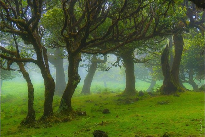 West Madeira 4x4 Tour with Local Guide - Stop 3: Poça das Lesmas and the North West coast connection
