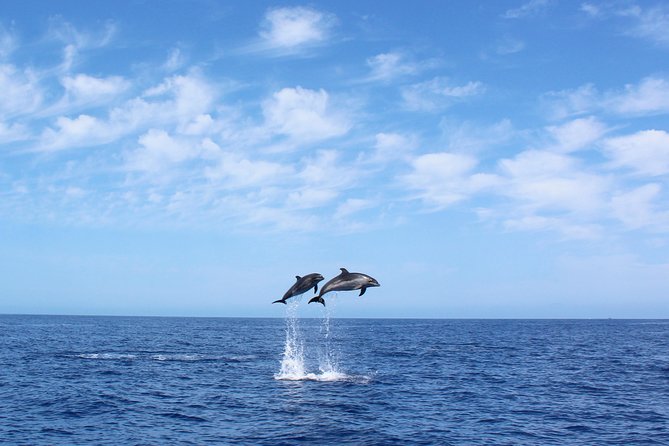 Whale and Dolphin Watching Tour in Madeira - Key Highlights You’ll Care About
