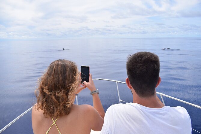 Whale and Dolphin Watching Tour in Madeira - Getting on the Water: On Tales Check-In at Calheta Marina