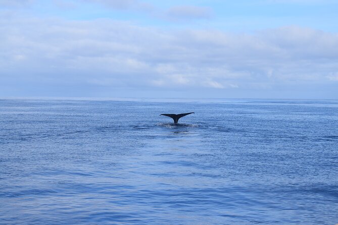 Whale and Dolphin Watching Tour in Madeira - Onboard Comfort: What’s Included Helps You Actually Relax