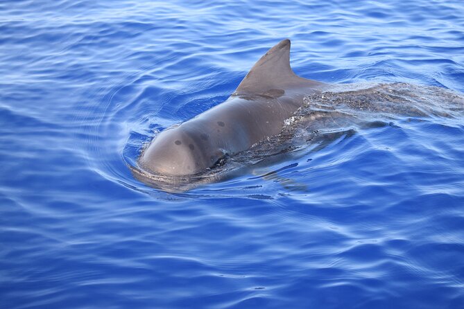 Whale and Dolphin Watching Tour in Madeira - Who This Tour Suits Best (And Who Might Want a Different Day Plan)