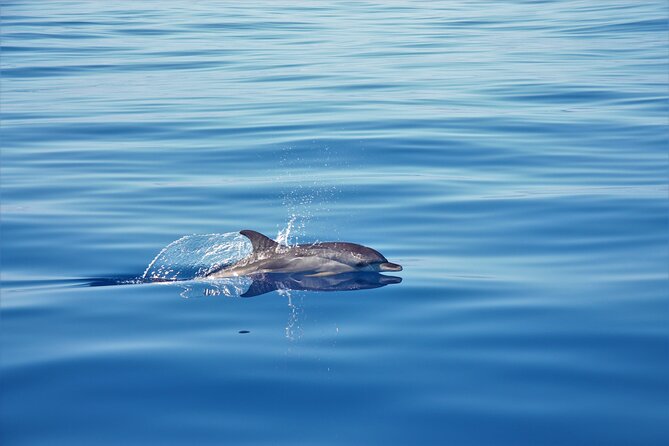 Whale and Dolphin Watching Tour in Madeira - The Swim and Snorkel Part: Warm Water, Rocky Bottoms, and Real Time in Sea Life Country
