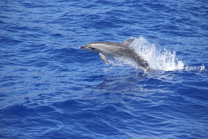 Wines Tasting Experience and Skywalk with Dolphin Watching - Madeira’s North in One Day: Jeep, Wine, Skywalk, Then the Sea