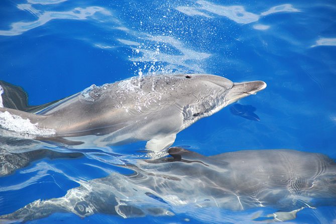 Wines Tasting Experience and Skywalk with Dolphin Watching - Lunch Break Reality: You’ll Need to Plan Food and Comfort